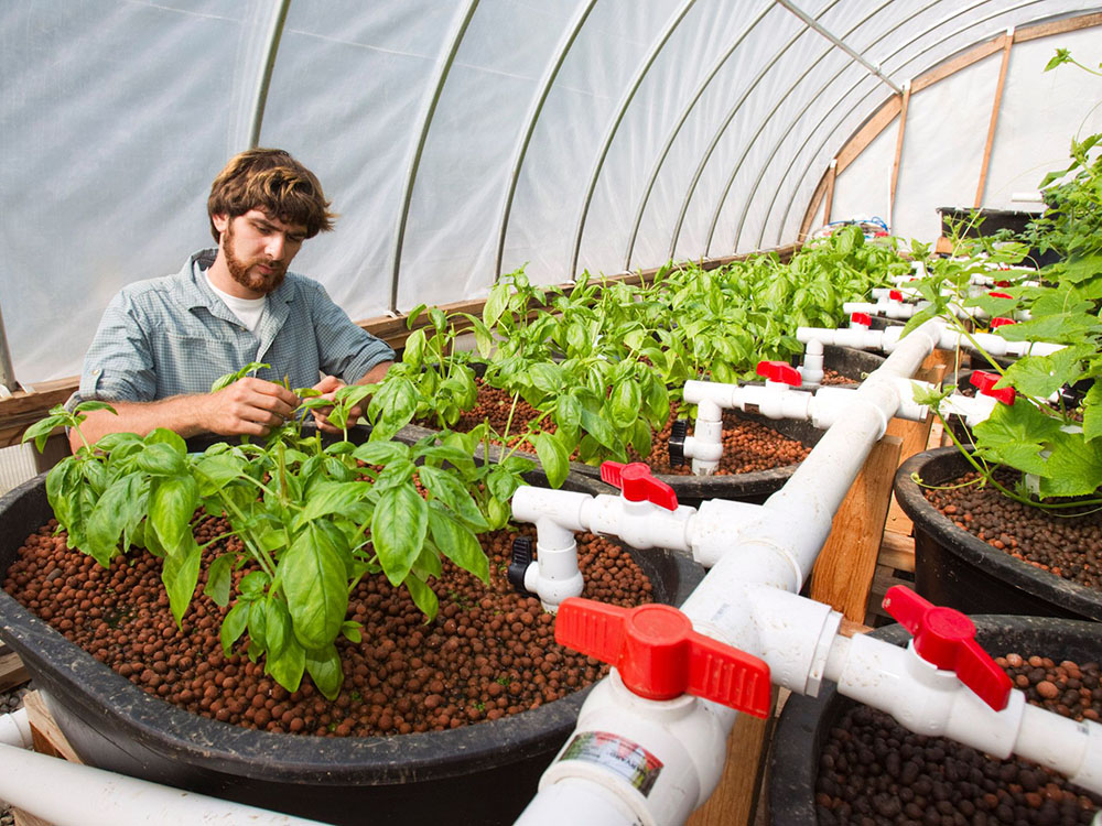 Environmental portrait of undergraduate David Gianino at the UGarden aquaculture facility with basil and cucumber plants.