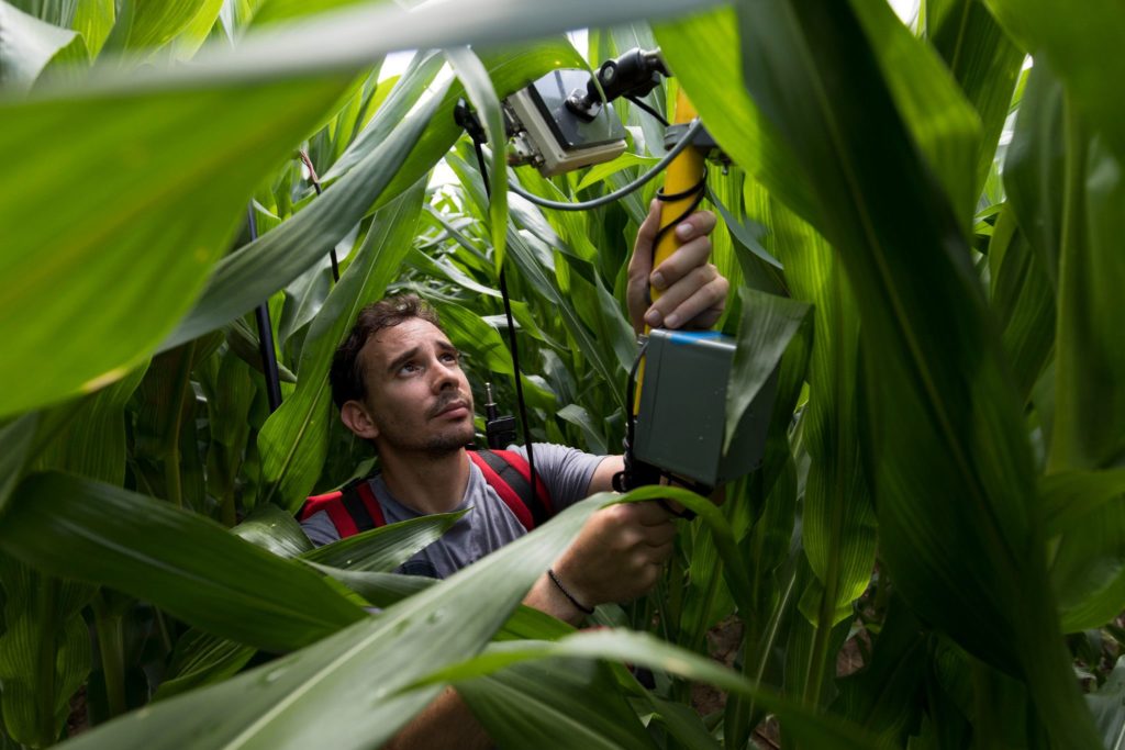 Graduate student Dimitrios Pavlou uses an optical reflectance sensor to measure the biomass and vigor of corn plots in a Tifton Campus research field.