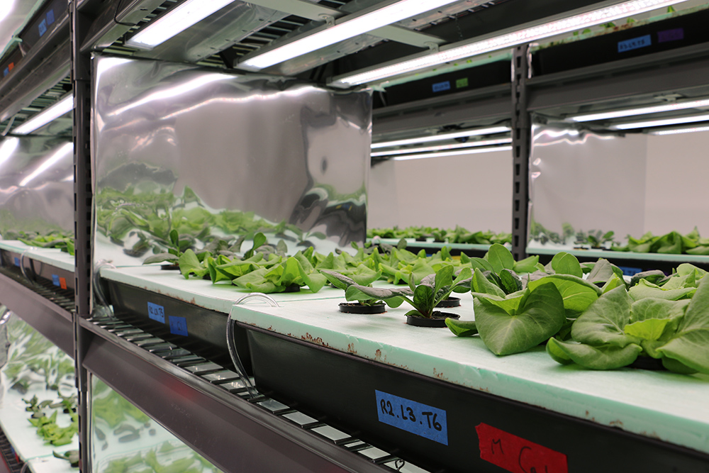 CAES partners with Agrify to grow vertical farming efforts